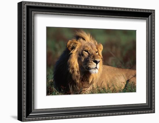 Male Lion Resting-Paul Souders-Framed Photographic Print