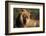 Male Lion Resting-Paul Souders-Framed Photographic Print