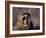 Male Lion Roaring (Panthera Leo) Kruger National Park South Africa-Tony Heald-Framed Photographic Print