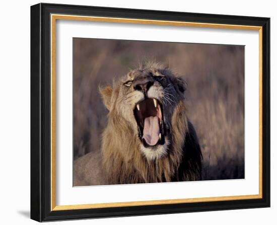 Male Lion Roaring (Panthera Leo) Kruger National Park South Africa-Tony Heald-Framed Photographic Print