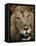 Male Lion's Face-Staffan Widstrand-Framed Premier Image Canvas