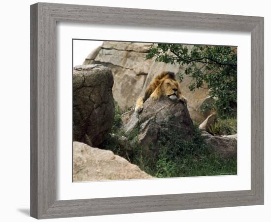 Male Lion Sleeping on a Rock in Africa-John Dominis-Framed Photographic Print