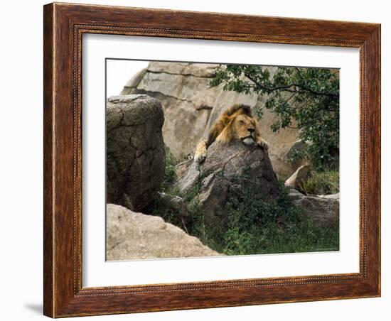 Male Lion Sleeping on a Rock in Africa-John Dominis-Framed Photographic Print