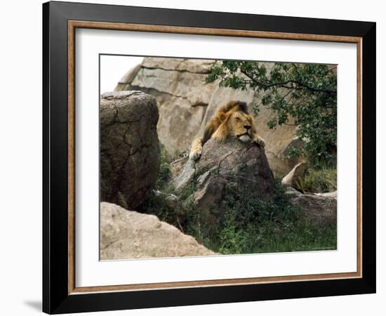 Male Lion Sleeping on a Rock in Africa-John Dominis-Framed Photographic Print