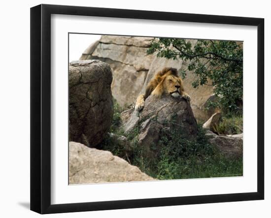 Male Lion Sleeping on a Rock in Africa-John Dominis-Framed Photographic Print