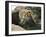 Male Lion Sleeping on a Rock in Africa-John Dominis-Framed Photographic Print