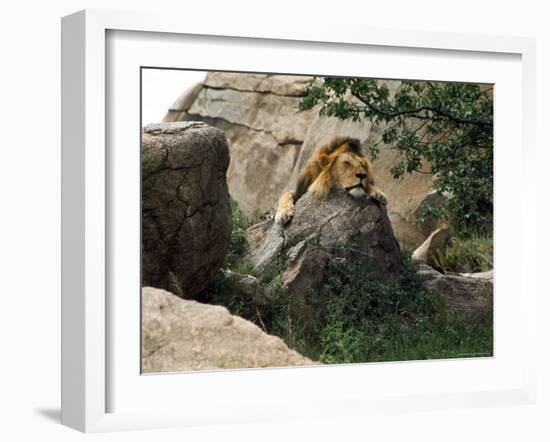 Male Lion Sleeping on a Rock in Africa-John Dominis-Framed Photographic Print