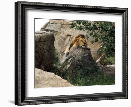 Male Lion Sleeping on a Rock in Africa-John Dominis-Framed Photographic Print