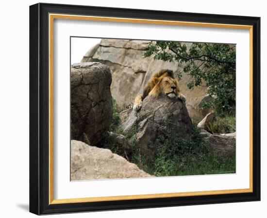 Male Lion Sleeping on a Rock in Africa-John Dominis-Framed Photographic Print