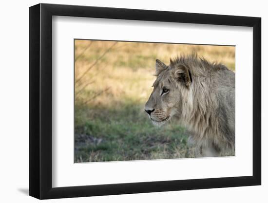 Male Lion Standing Intense Look-Close Up-Sheila Haddad-Framed Photographic Print