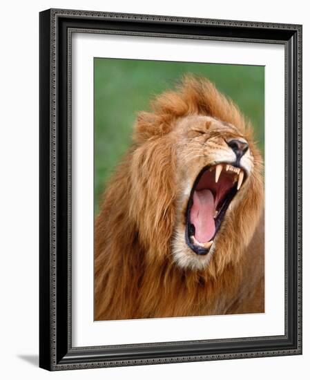 Male lion tearing his mouth open-Winfried Wisniewski-Framed Photographic Print