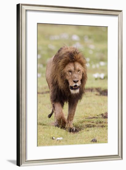 Male Lion Walks Directly to Camera, Ngorongoro, Tanzania-James Heupel-Framed Photographic Print