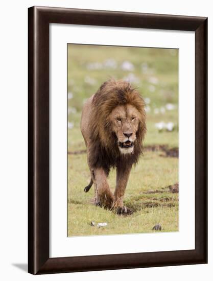 Male Lion Walks Directly to Camera, Ngorongoro, Tanzania-James Heupel-Framed Photographic Print