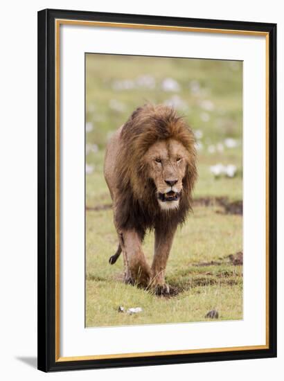 Male Lion Walks Directly to Camera, Ngorongoro, Tanzania-James Heupel-Framed Photographic Print