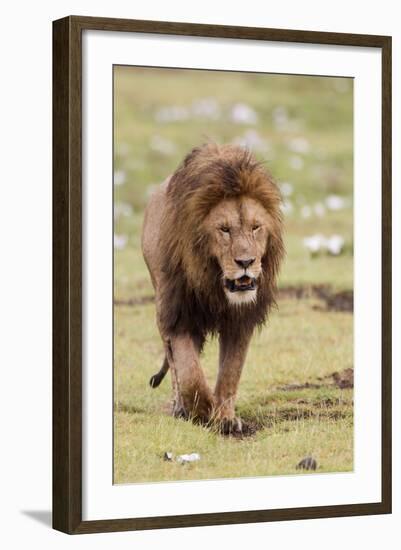 Male Lion Walks Directly to Camera, Ngorongoro, Tanzania-James Heupel-Framed Photographic Print