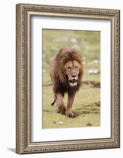 Male Lion Walks Directly to Camera, Ngorongoro, Tanzania-James Heupel-Framed Photographic Print