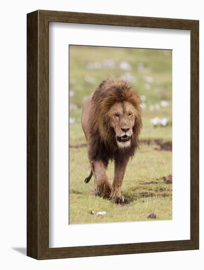 Male Lion Walks Directly to Camera, Ngorongoro, Tanzania-James Heupel-Framed Photographic Print