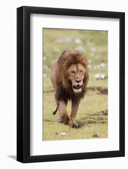 Male Lion Walks Directly to Camera, Ngorongoro, Tanzania-James Heupel-Framed Photographic Print