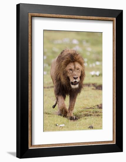 Male Lion Walks Directly to Camera, Ngorongoro, Tanzania-James Heupel-Framed Photographic Print