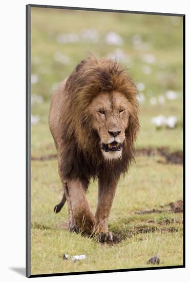 Male Lion Walks Directly to Camera, Ngorongoro, Tanzania-James Heupel-Mounted Photographic Print