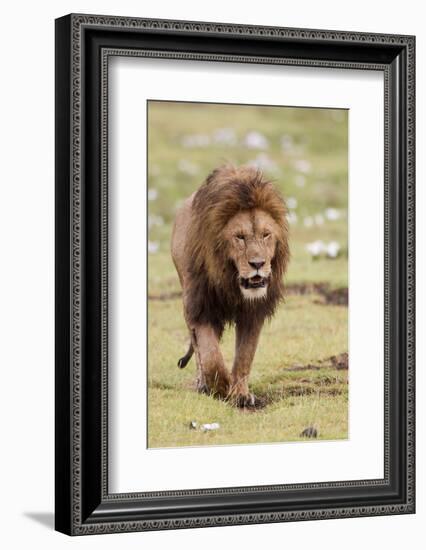 Male Lion Walks Directly to Camera, Ngorongoro, Tanzania-James Heupel-Framed Photographic Print