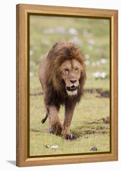 Male Lion Walks Directly to Camera, Ngorongoro, Tanzania-James Heupel-Framed Premier Image Canvas