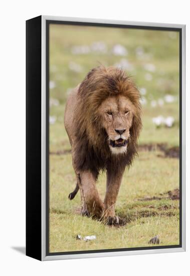 Male Lion Walks Directly to Camera, Ngorongoro, Tanzania-James Heupel-Framed Premier Image Canvas