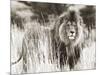 Male lion-null-Mounted Giclee Print