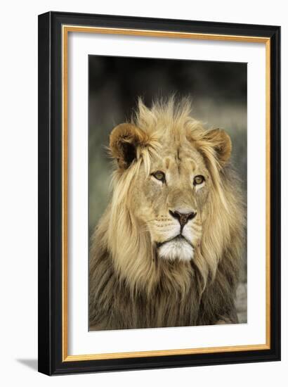 Male Lion-Peter Chadwick-Framed Photographic Print