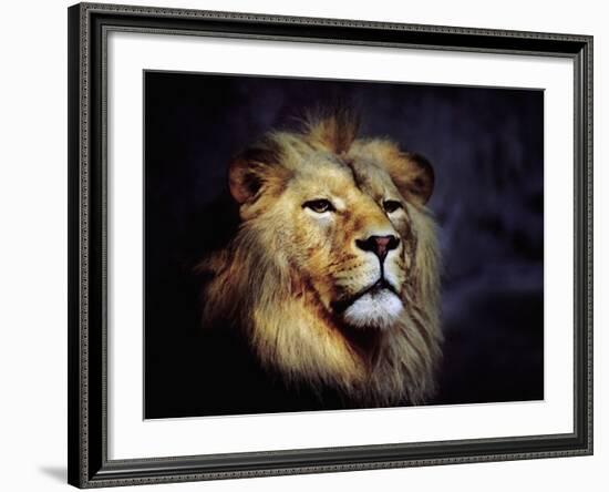 Male Lion-null-Framed Photographic Print