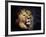 Male Lion-null-Framed Photographic Print