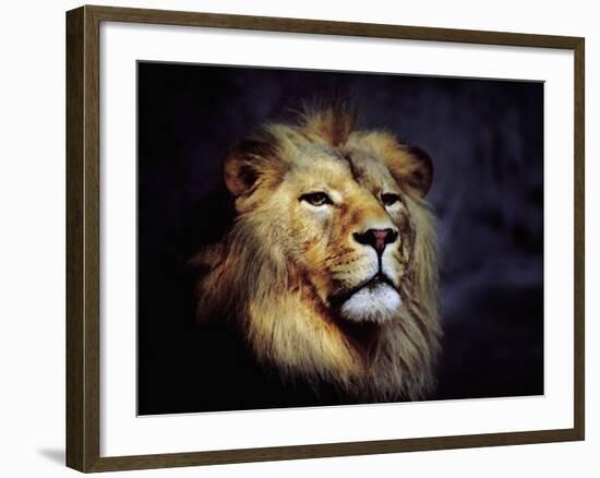 Male Lion-null-Framed Photographic Print