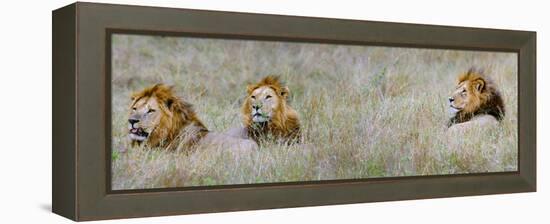 Male Lions (Panthera Leo) in a Forest, Masai Mara, Kenya-null-Framed Stretched Canvas