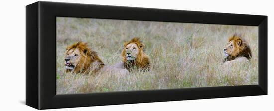 Male Lions (Panthera Leo) in a Forest, Masai Mara, Kenya-null-Framed Stretched Canvas