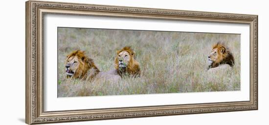 Male Lions (Panthera Leo) in a Forest, Masai Mara, Kenya-null-Framed Photographic Print