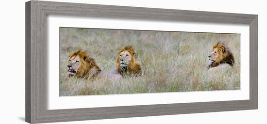 Male Lions (Panthera Leo) in a Forest, Masai Mara, Kenya-null-Framed Photographic Print