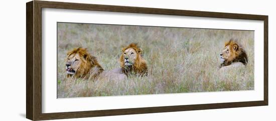 Male Lions (Panthera Leo) in a Forest, Masai Mara, Kenya-null-Framed Photographic Print