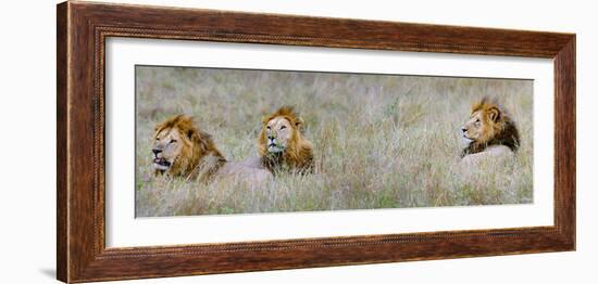 Male Lions (Panthera Leo) in a Forest, Masai Mara, Kenya-null-Framed Photographic Print