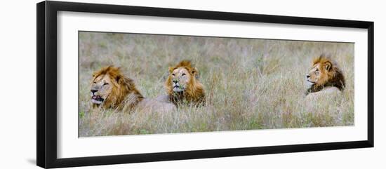 Male Lions (Panthera Leo) in a Forest, Masai Mara, Kenya-null-Framed Photographic Print