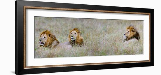 Male Lions (Panthera Leo) in a Forest, Masai Mara, Kenya-null-Framed Photographic Print