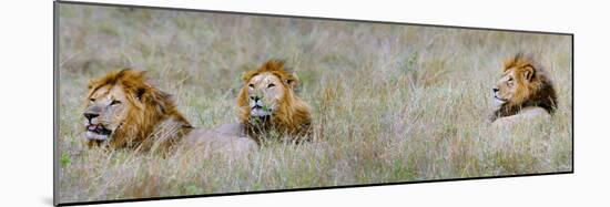 Male Lions (Panthera Leo) in a Forest, Masai Mara, Kenya-null-Mounted Photographic Print