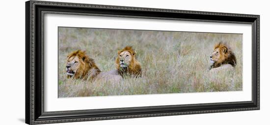 Male Lions (Panthera Leo) in a Forest, Masai Mara, Kenya-null-Framed Photographic Print