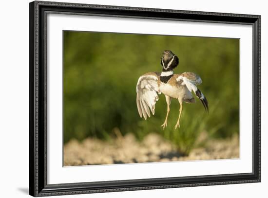 Male Little Bustard (Tetrax Tetrax) Displaying, Catalonia, Spain, May-Inaki Relanzon-Framed Photographic Print