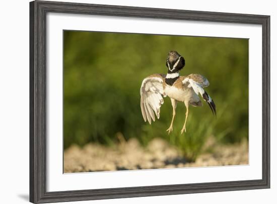 Male Little Bustard (Tetrax Tetrax) Displaying, Catalonia, Spain, May-Inaki Relanzon-Framed Photographic Print