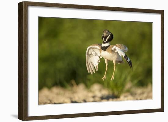 Male Little Bustard (Tetrax Tetrax) Displaying, Catalonia, Spain, May-Inaki Relanzon-Framed Photographic Print