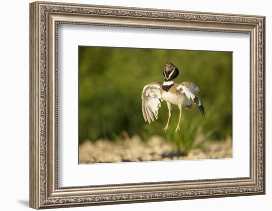 Male Little Bustard (Tetrax Tetrax) Displaying, Catalonia, Spain, May-Inaki Relanzon-Framed Photographic Print