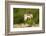 Male Little Bustard (Tetrax Tetrax) Displaying, Catalonia, Spain, May-Inaki Relanzon-Framed Photographic Print