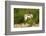 Male Little Bustard (Tetrax Tetrax) Displaying, Catalonia, Spain, May-Inaki Relanzon-Framed Photographic Print