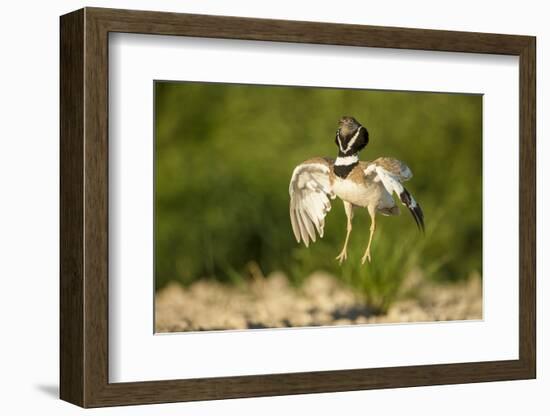 Male Little Bustard (Tetrax Tetrax) Displaying, Catalonia, Spain, May-Inaki Relanzon-Framed Photographic Print