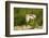 Male Little Bustard (Tetrax Tetrax) Displaying, Catalonia, Spain, May-Inaki Relanzon-Framed Photographic Print